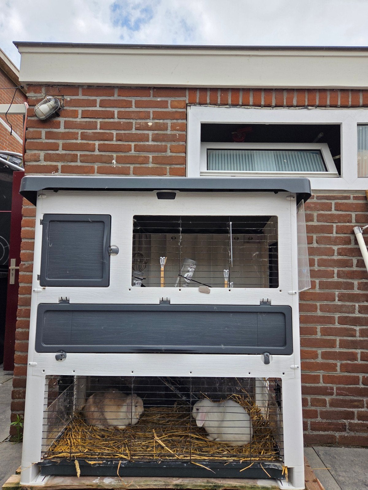 2 konijnen   met complete konijnenhok, Dieren en Toebehoren, Ophalen of Verzenden, Overige typen