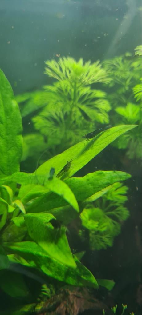 Green jade neocaridina garnalen, Kreeft, Krab of Garnaal