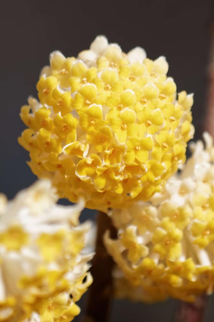 Edgeworthia chrysantha Winter Liebe Papierstruik Winterbloei, Overige soorten, Vaste plant, Ophalen of Verzenden, Halfschaduw