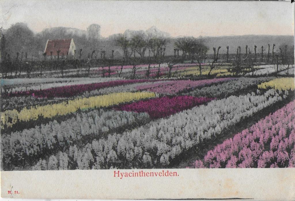 Nederland Hyacintenvelden uit 1908 Ansichtkaart ( 8643), Ophalen of Verzenden, Voor 1920, Gelopen