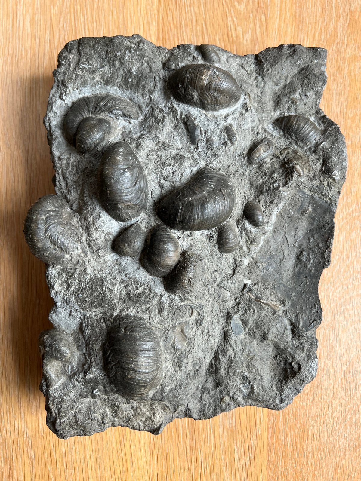 Zwarte fossiel, Ophalen, Fossiel