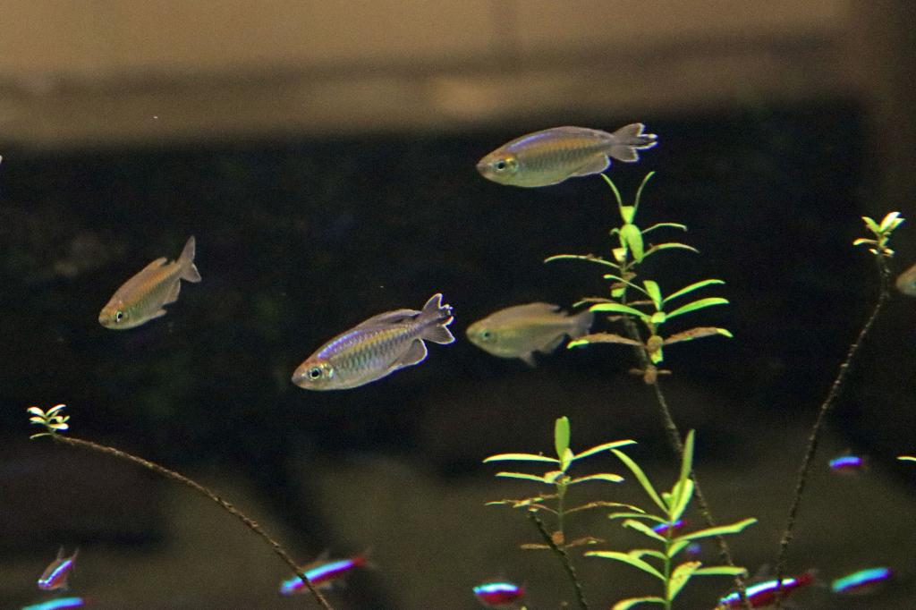 13 stuks Kongozalm - Phenacogrammus interruptus, Vis, Zoetwatervis, Schoolvis
