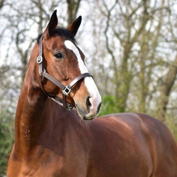 Super brave en lieve ruin, Dieren en Toebehoren, Ruin, Dressuurpaard, 170 tot 175 cm, 11 jaar of ouder