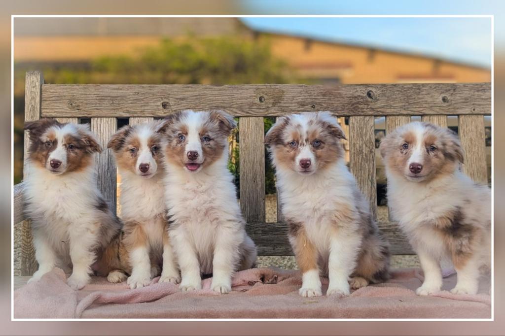 Lieve raszuivere Australian Shepherd pups zoeken baasjes, Dieren en Toebehoren, Parvo, Overige rassen, 8 tot 15 weken, Meerdere