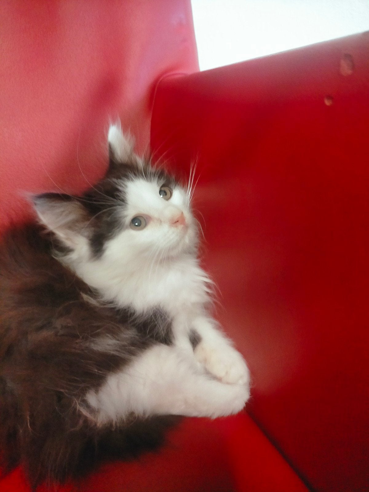 3 X vrouwtjes Maincoons kittens, Dieren en Toebehoren, Meerdere dieren