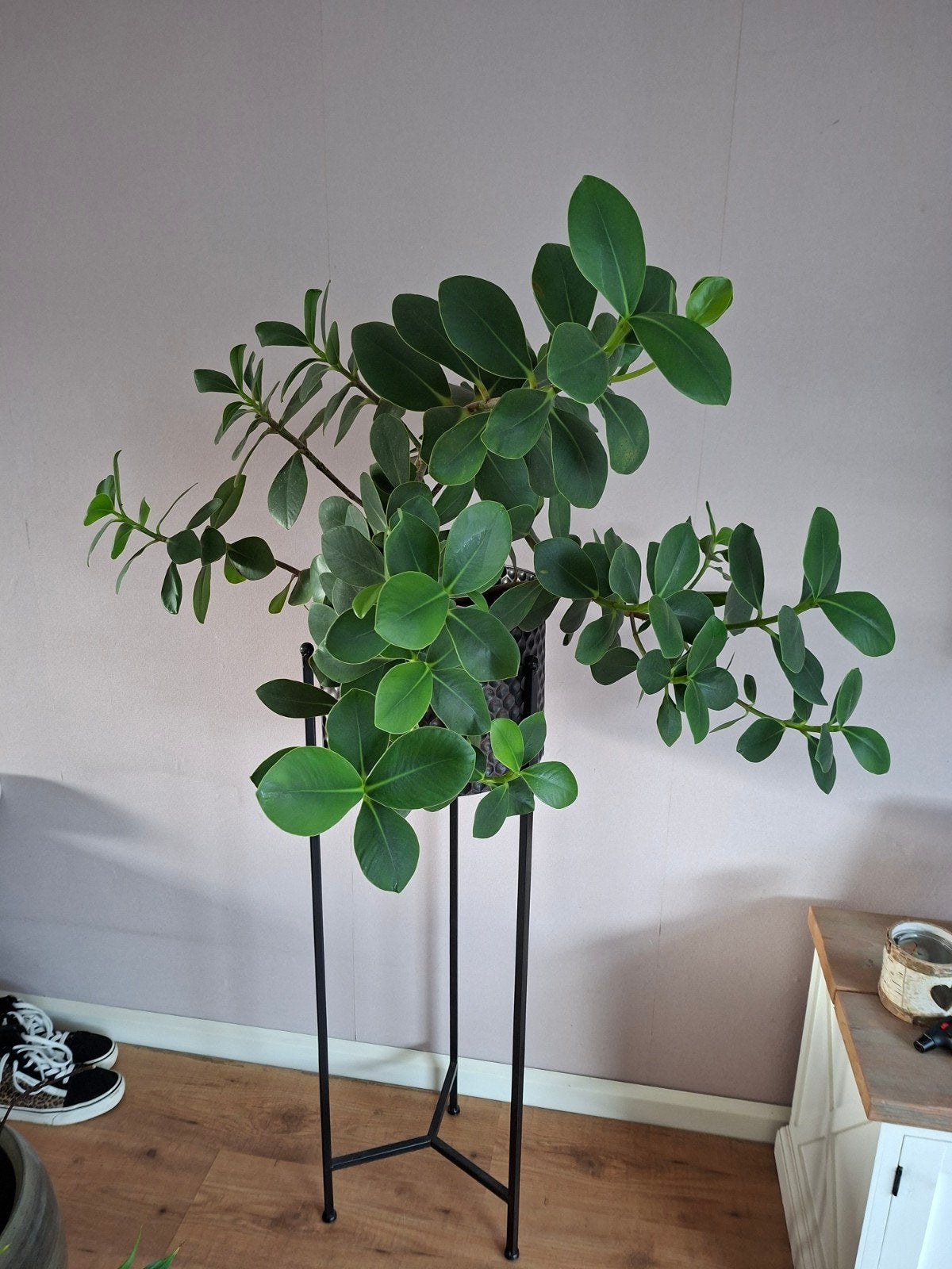 Plant met standaard, Groene kamerplant, Ophalen, Halfschaduw