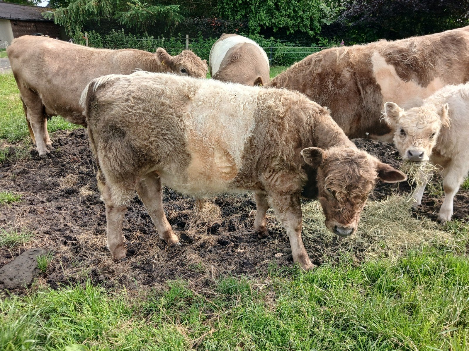 Mooi Belted galloway stiertje, Dieren en Toebehoren, Mannelijk, 0 tot 2 jaar