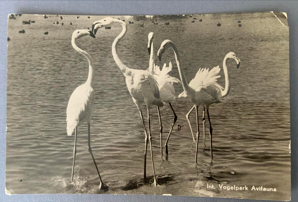 Flamingo's Avifauna Alphen a/d Rijn, Ophalen of Verzenden, 1940 tot 1960, Gelopen, Zuid-Holland