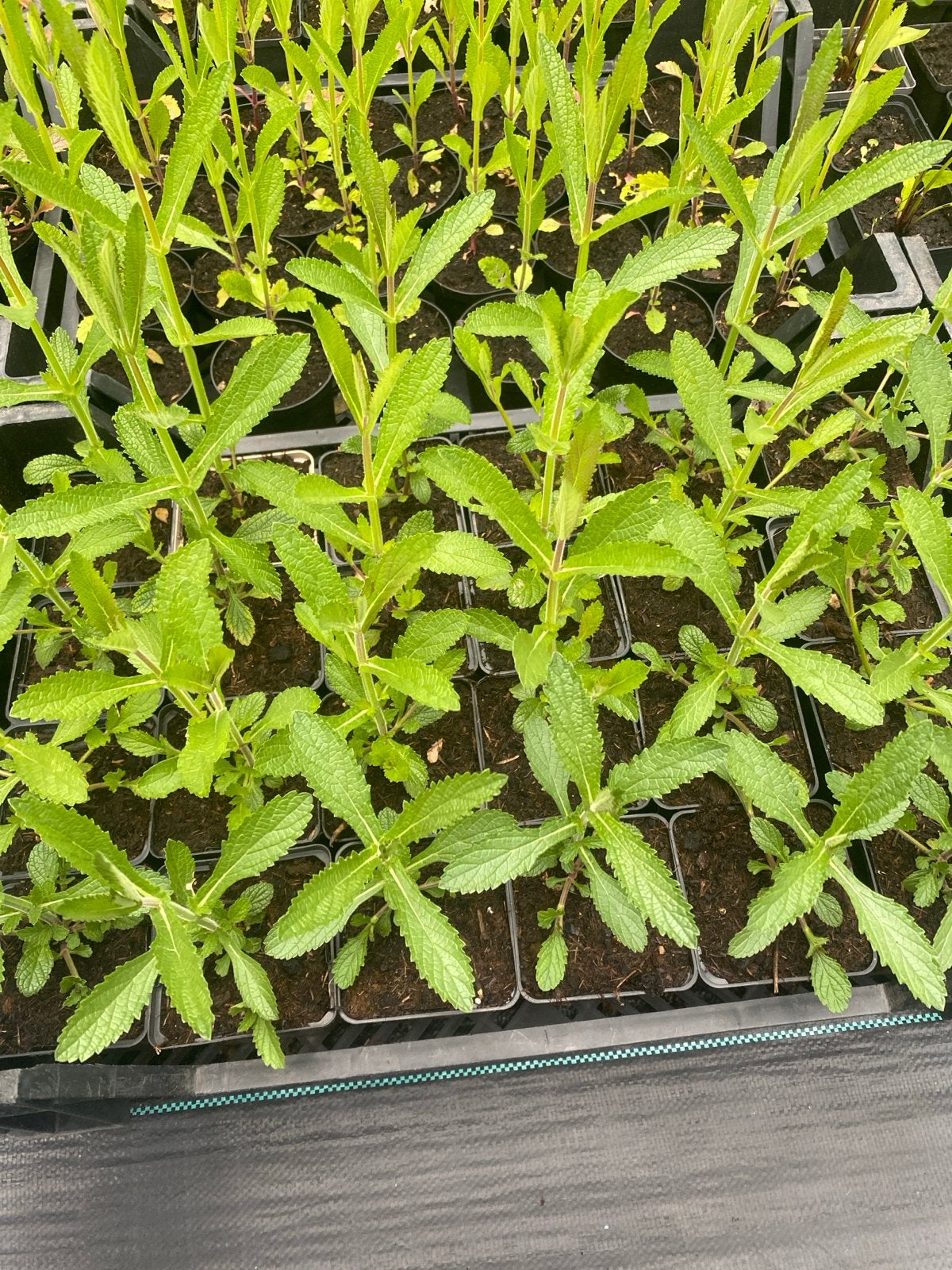 Verbena bonariensis - IJzerhard plantjes, Tuin en Terras, Volle zon, Vaste plant, Zomer, Ophalen