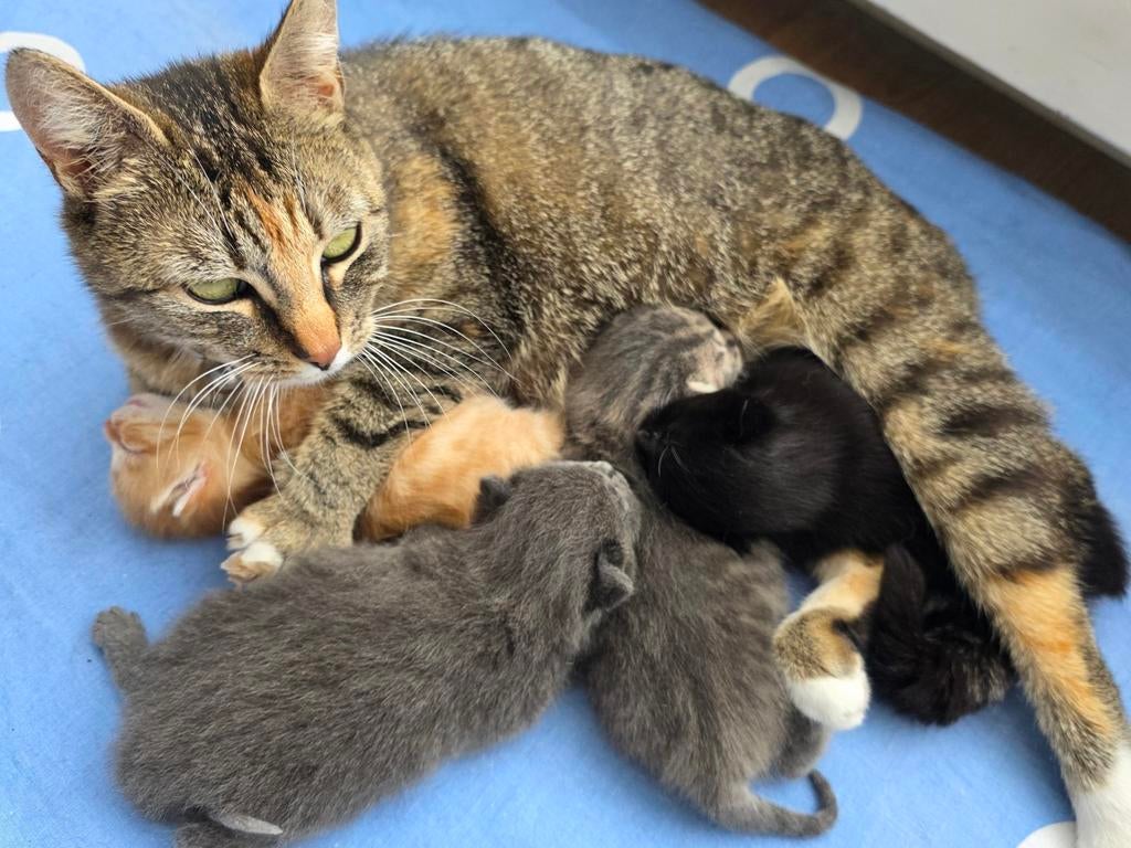 Te koop kittens  laatste 1 beschikbaar, Kater