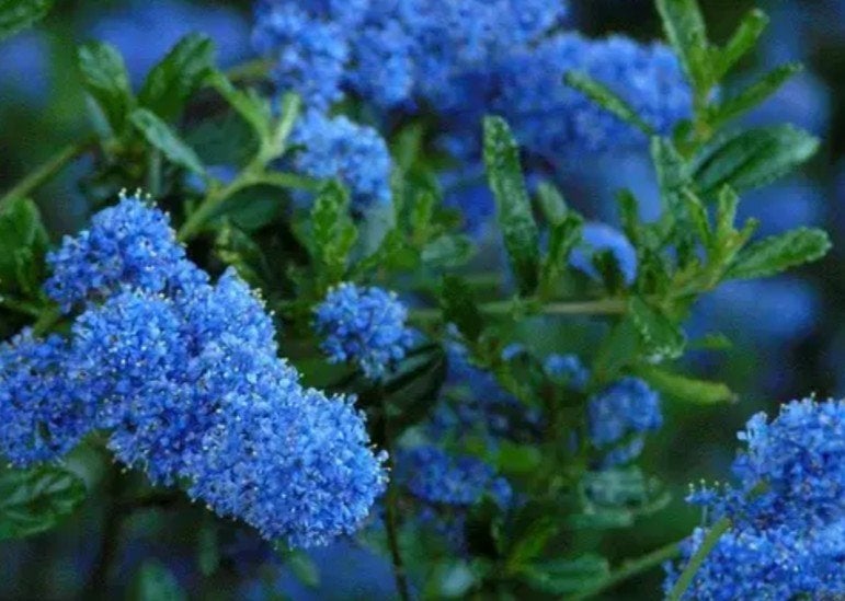 Ceanothus thyrsiflorus Repens (Amerikaanse Sering op stam), Overige soorten, Lente, 100 tot 250 cm, Ophalen