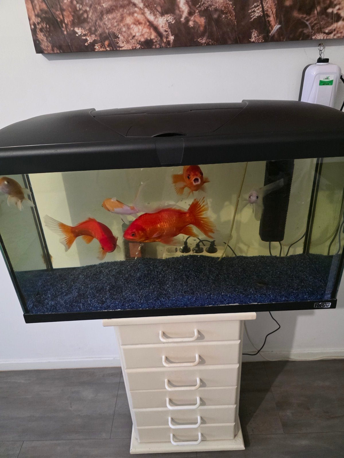 Compleet aquarium 78x30x45 cm met 7 gezonde goudvissen + acc, Dieren en Toebehoren, Vissen | Aquaria en Toebehoren, Ophalen of Verzenden