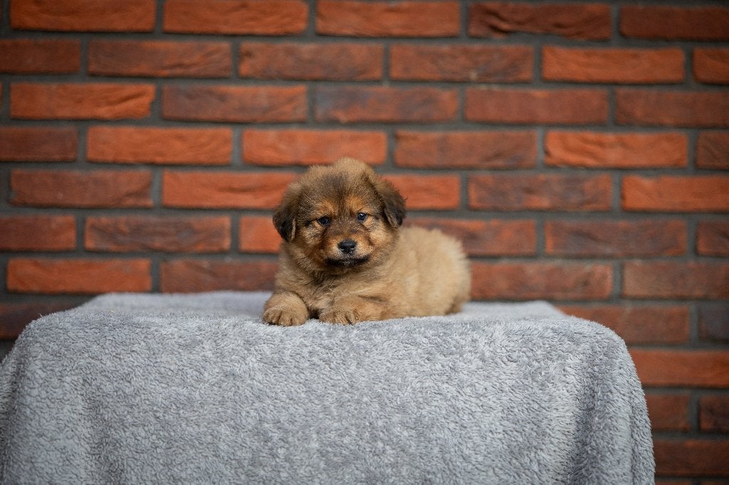 Oud Duitse herder x Toller pups, Parvo, 8 tot 15 weken, Meerdere, Meerdere dieren