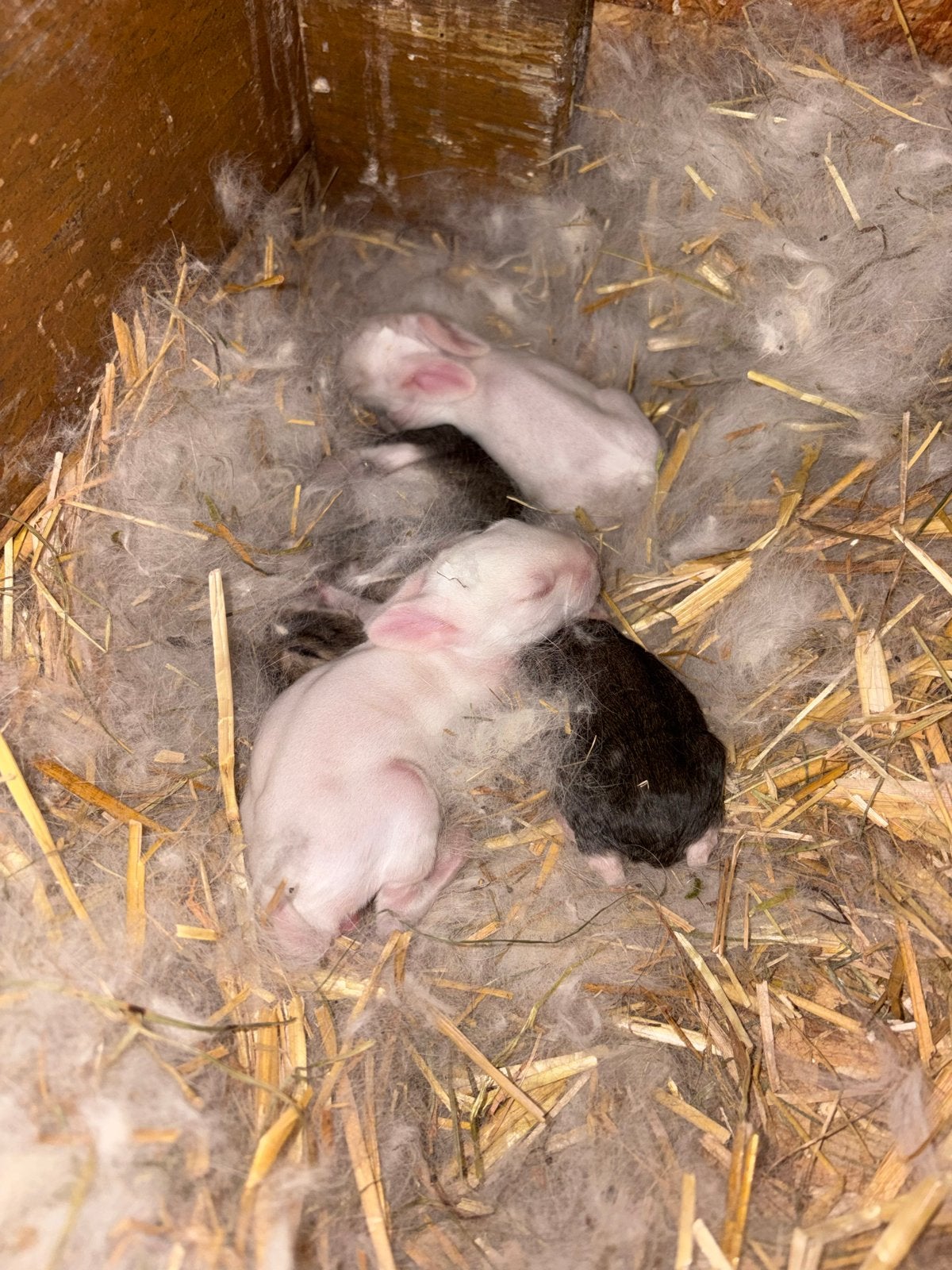 Vlaamse/duitse reus konijntjes, Dieren en Toebehoren, Geslacht onbekend, Groot