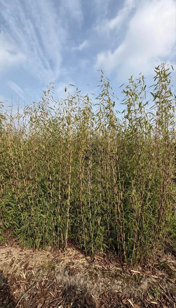 Fargesia bamboe in verschillende maten leverbaar, Vaste plant, Siergrassen, Ophalen of Verzenden, Bloeit niet