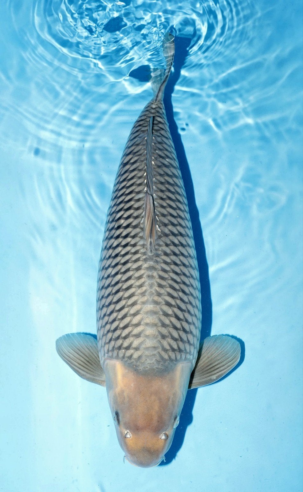 Soragoi te koop, Karper of Koi