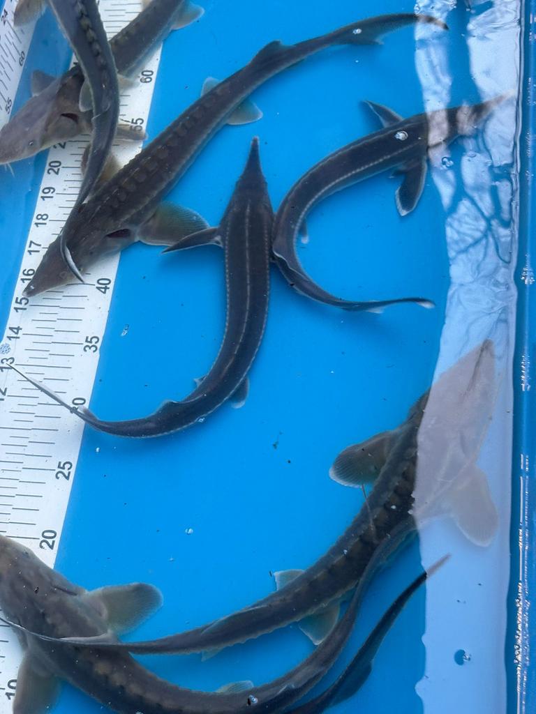 Te koop diamant en sterlet steurs van 40-45 cm bij markoi, Dieren en Toebehoren, Vissen | Aquariumvissen, Vis