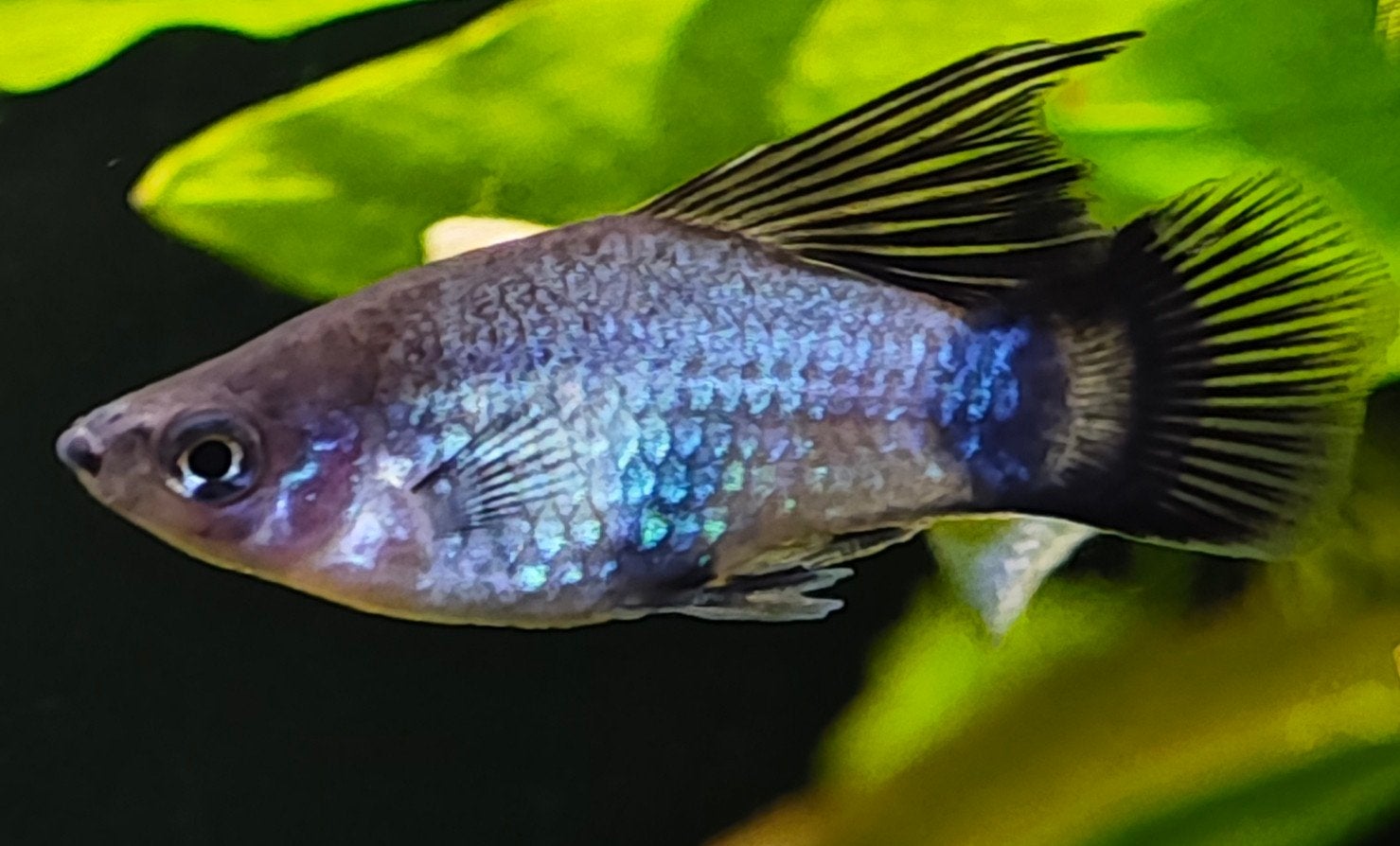 Blue Wagtail Highfin Platy man – platy - blauwe platy, Dieren en Toebehoren, Vis, Zoetwatervis