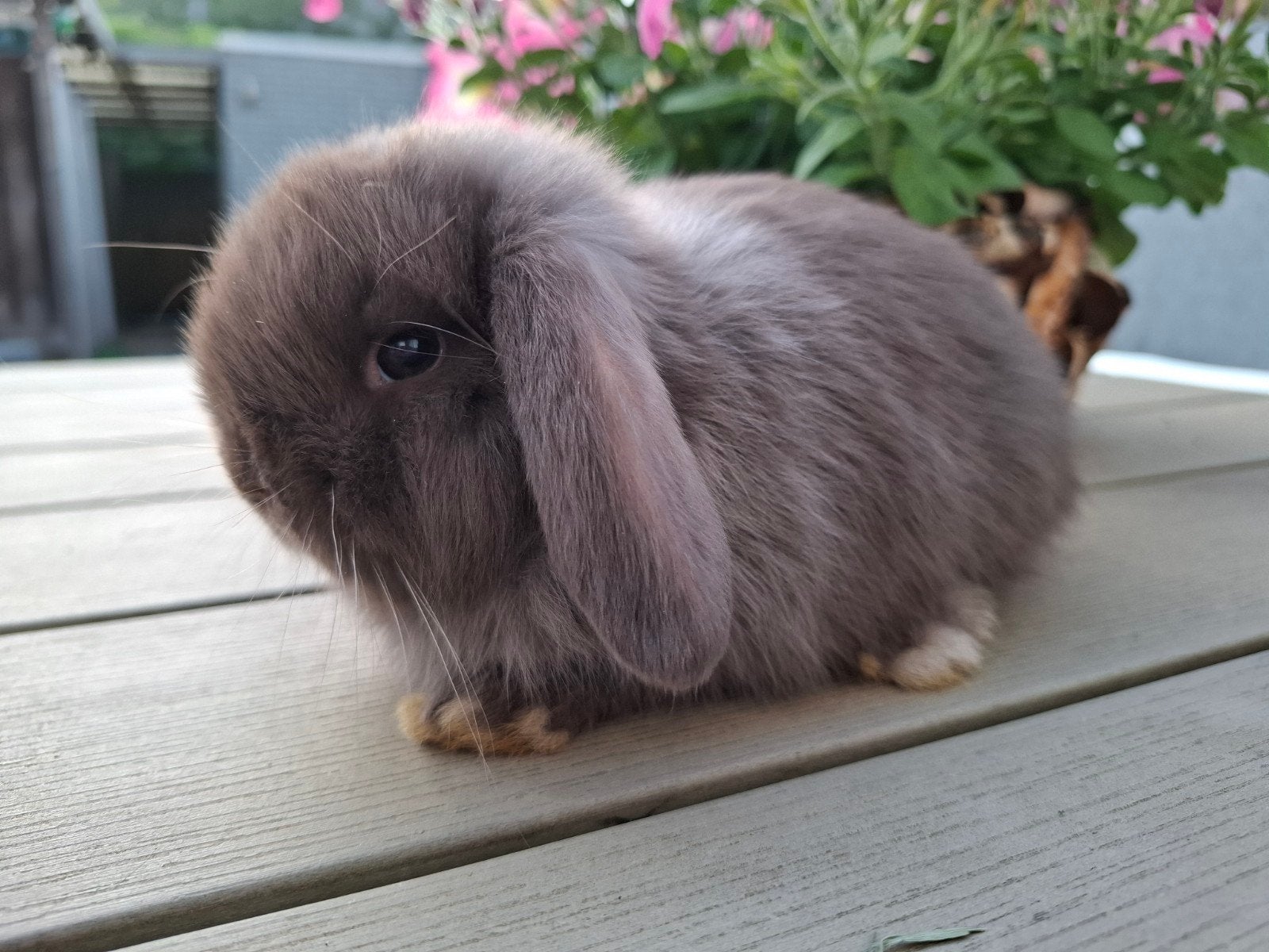 Minilop rammetje bruin
