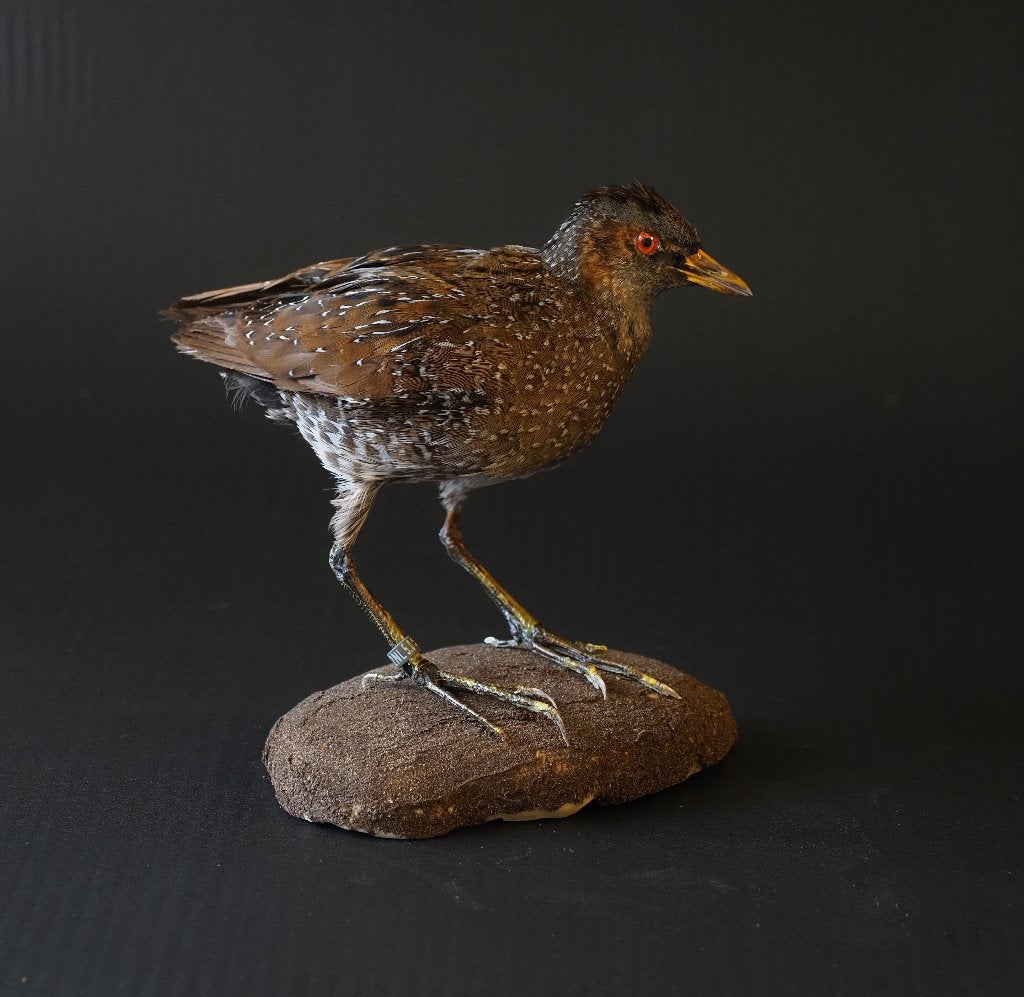 Opgezette Porseleinhoen, Ophalen of Verzenden, Nieuw, Vogel, Opgezet dier