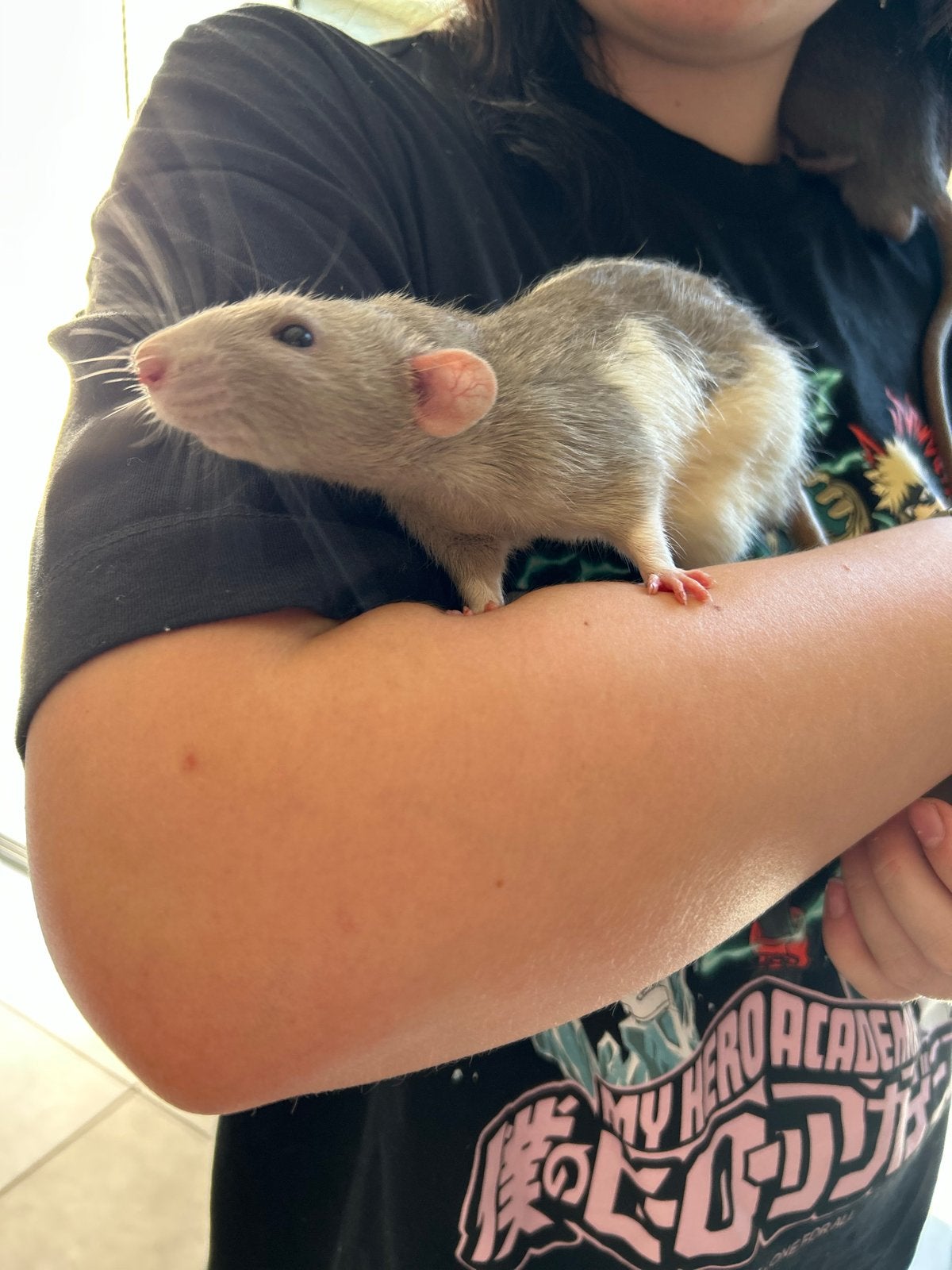 Twee lieve mannen ratten incl. hok en toebehoren, Dieren en Toebehoren, Knaagdieren, Rat, Mannelijk, Januari, Tam