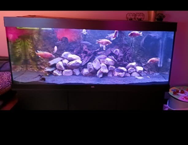 Aquarium juwel Rio 450 LED, Dieren en Toebehoren, Ophalen, Inclusief deksel, Juwel