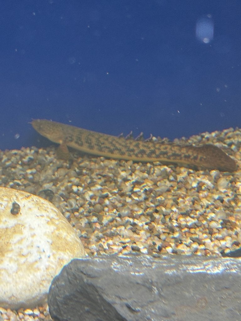 Polypterus teugelsi, Dieren en Toebehoren, Vis, Zoetwatervis