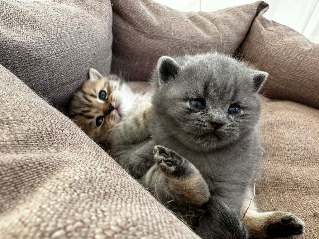 Britse Korthaar kittens , 2 katers , grijs & tabby, Dieren en Toebehoren, Katten en Kittens | Raskatten | Korthaar, Kater, Ontwormd