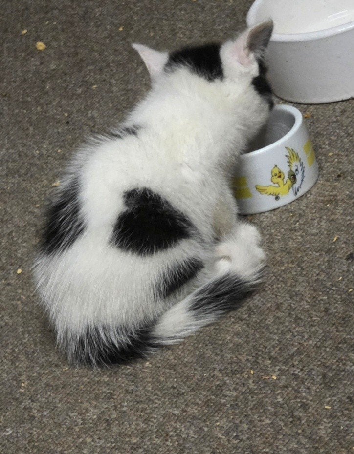 Te Koop knuffelkittens, Poes