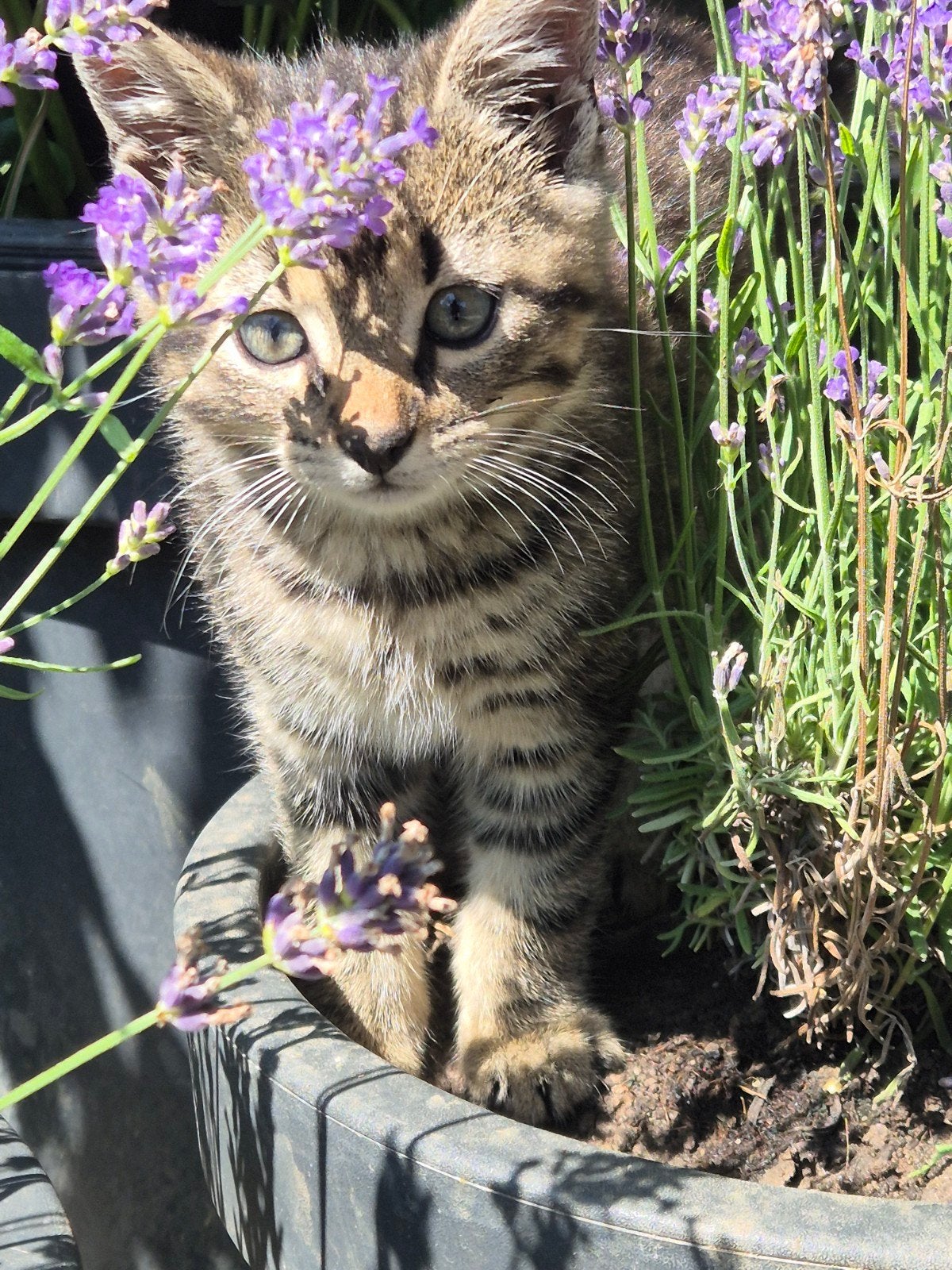 Boerderij kittens, opgegroeid met honden en kinderen, Meerdere dieren