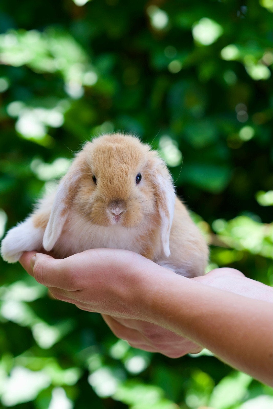 Supper lieve baby konijntjes, Meerdere dieren, Klein, Hangoor, 0 tot 2 jaar
