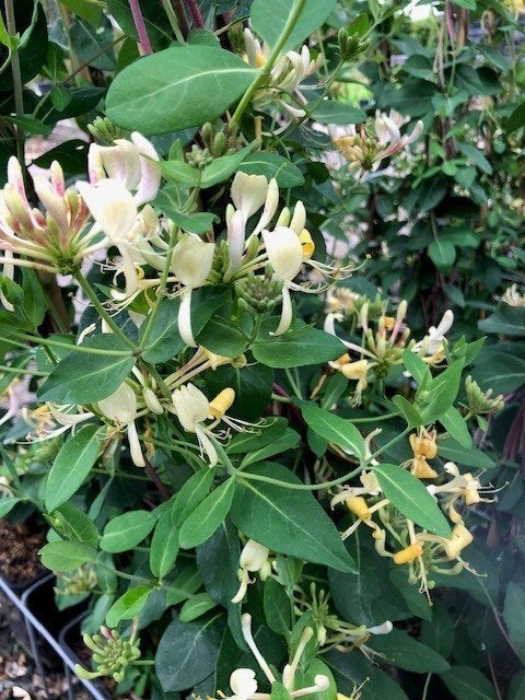 Lonicera periclymenum, Kamperfoelie, Inheems, grote maat!!!, Ophalen, Volle zon, Vaste plant, Klimplanten