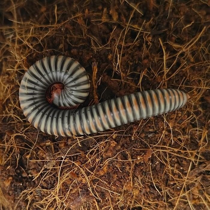 Atopochetus spinimargo, Dieren en Toebehoren, Overige soorten