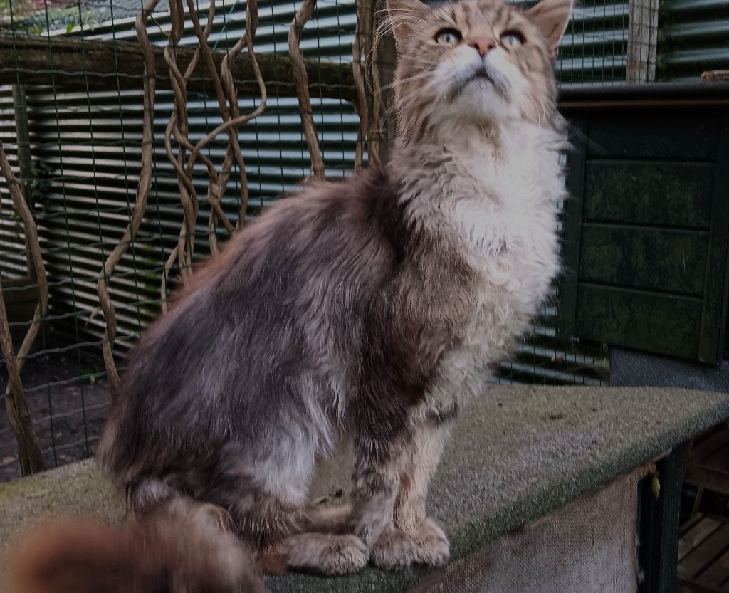 Vriendelijke maine coon kater (lang harig) zoekt nieuw thuis, Kater, Met stamboom, 6 jaar of ouder