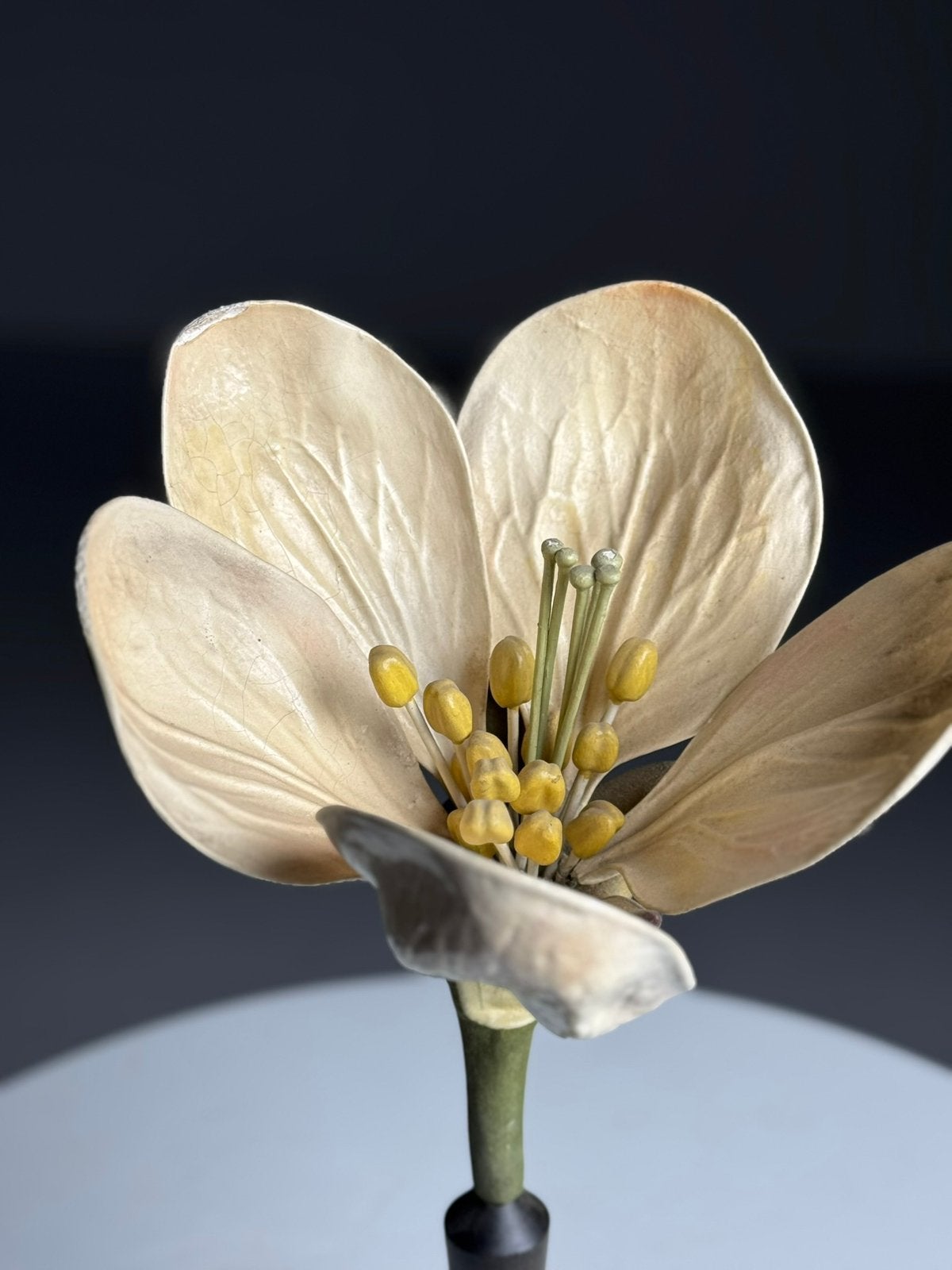 Duits Botanisch model ca. 1900, Ophalen of Verzenden