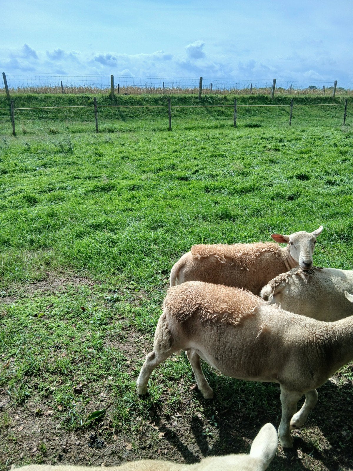 beste nolana ruischapen, Mannelijk, Schaap, 0 tot 2 jaar