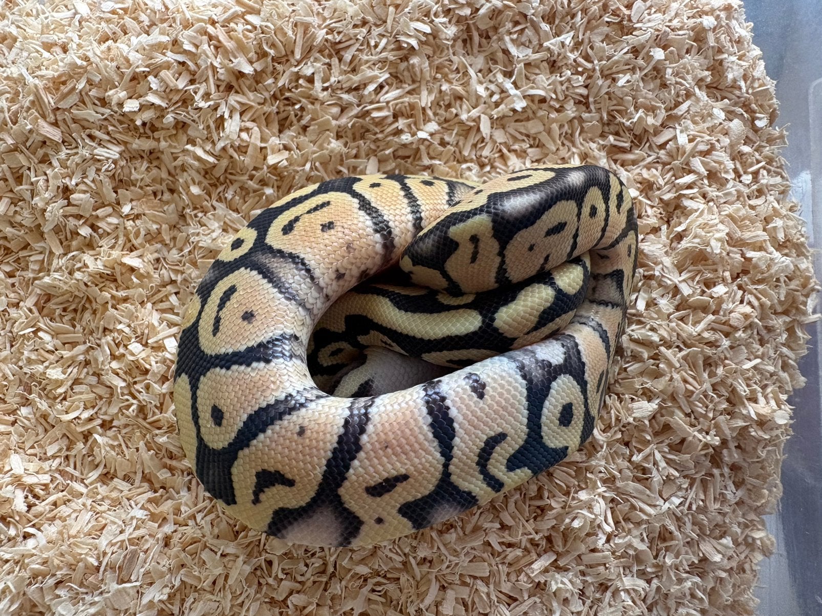 Super Pastel Desert Ghost man koningspython ballpythons Ball Python photo 3