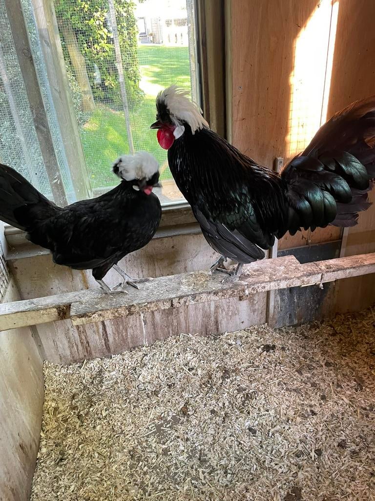 Hollandse Kuifhoen haan+hen, Meerdere dieren, Kip