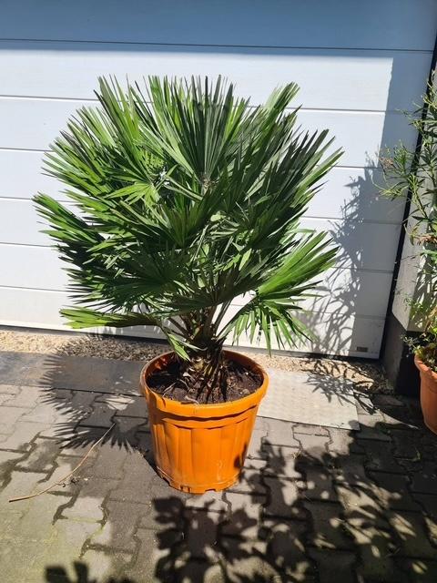 TE KOOP Dwergpalm Chamaerops Vulcano, Vaste plant, Halfschaduw, Lente, Ophalen