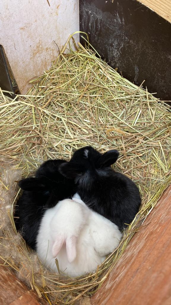 Hangoortjes te koop, Dieren en Toebehoren, Konijnen, Meerdere dieren, Dwerg, Hangoor, 0 tot 2 jaar