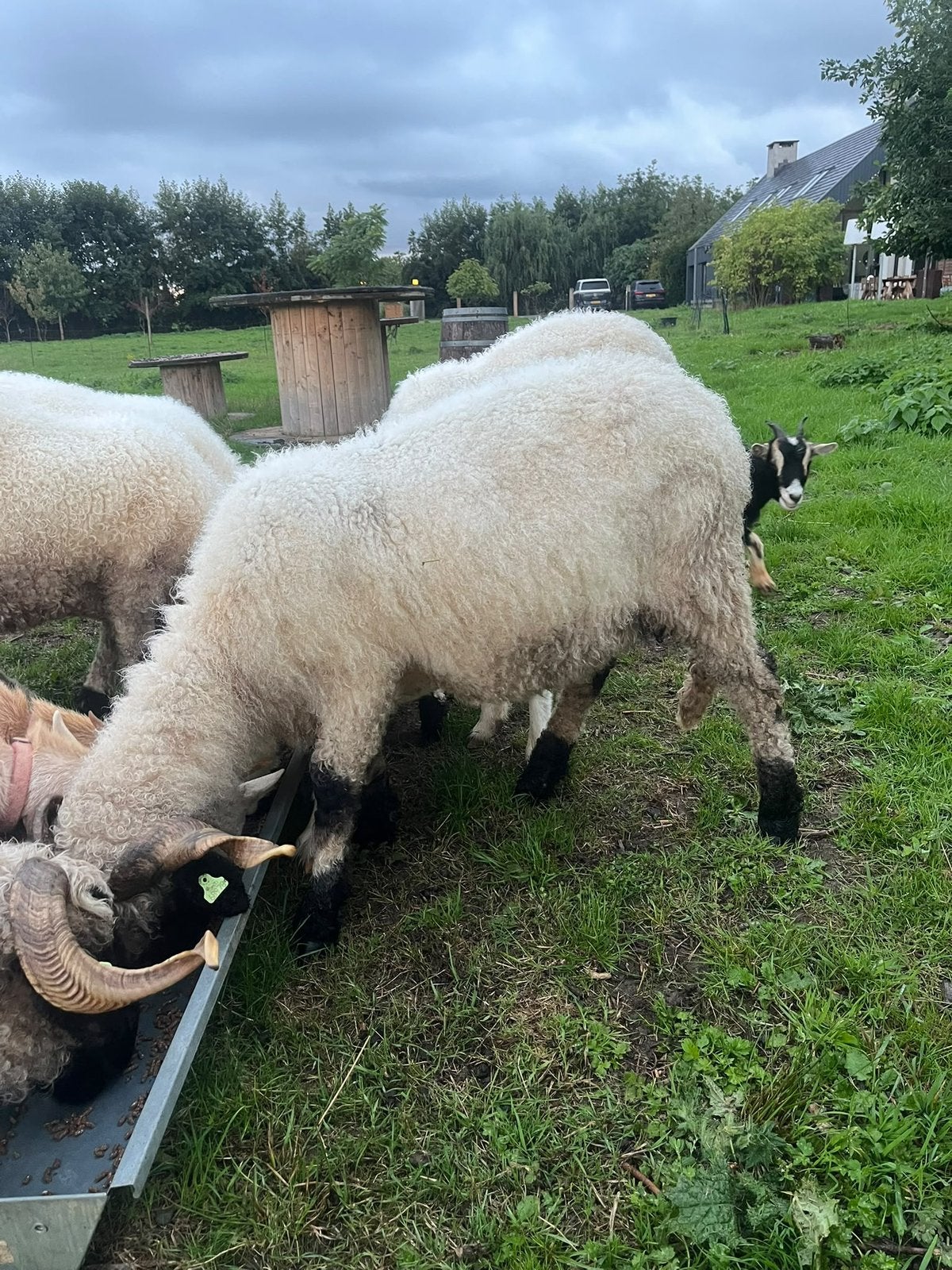 Lieve ooi te koop. Walliser Schwarznase, Vrouwelijk, Schaap