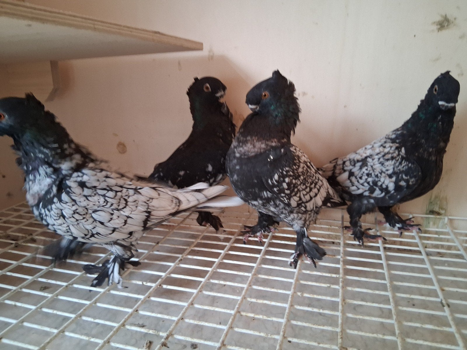 oosterse meeuw, blondinette, Dieren en Toebehoren, Vogels | Duiven, Meerdere dieren, Overige soorten
