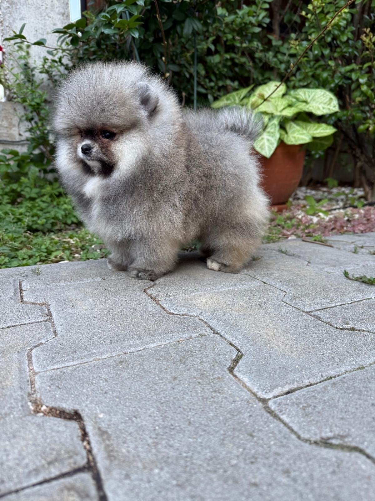 Pomeriaan pup, Overige rassen, 8 tot 15 weken, Buitenland, Parvo