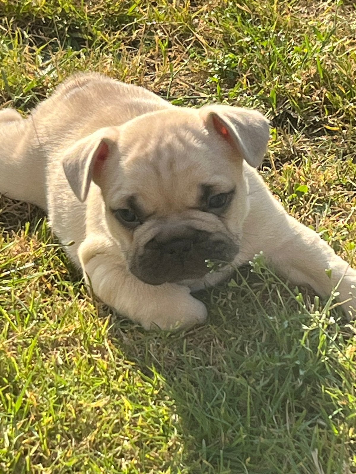 De aller knapste Franse Bulldog pups, Parvo, 8 tot 15 weken, Bulldog, Meerdere