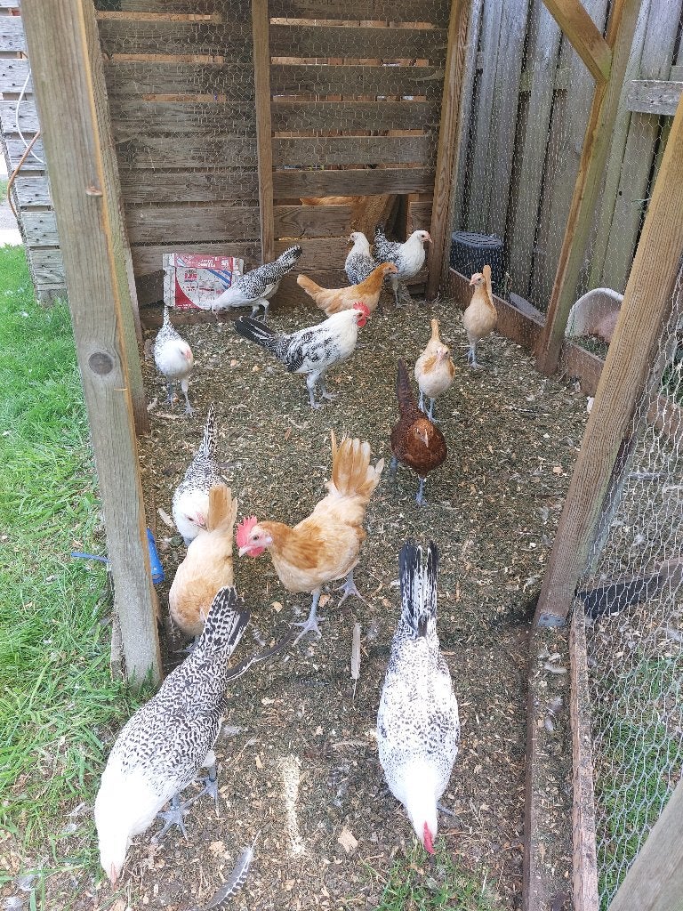 friesehoenders, Dieren en Toebehoren, Meerdere dieren, Kip