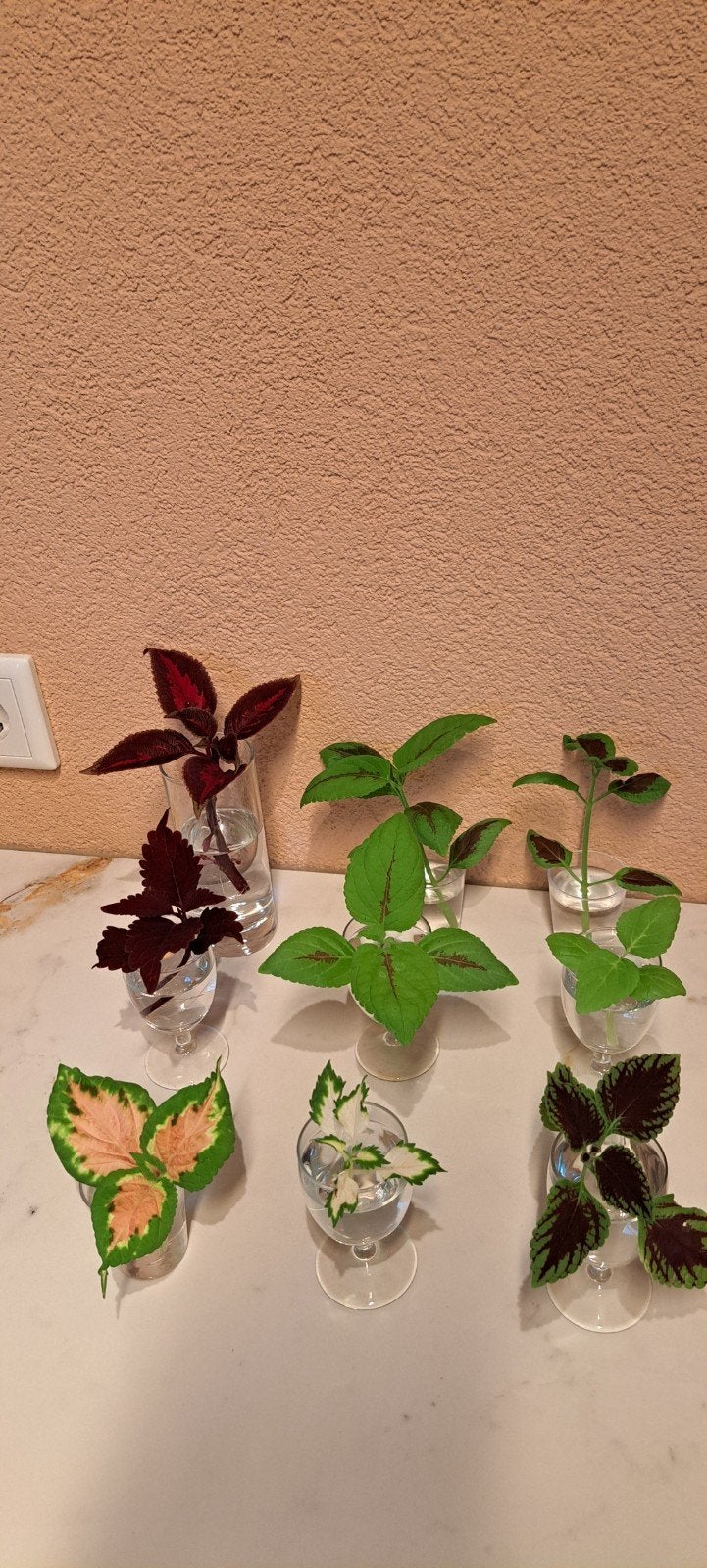 Stekjesbox: Sunshine's siernetels: 9 kleuren coleus stekjes., Ophalen of Verzenden, Halfschaduw, Minder dan 100 cm