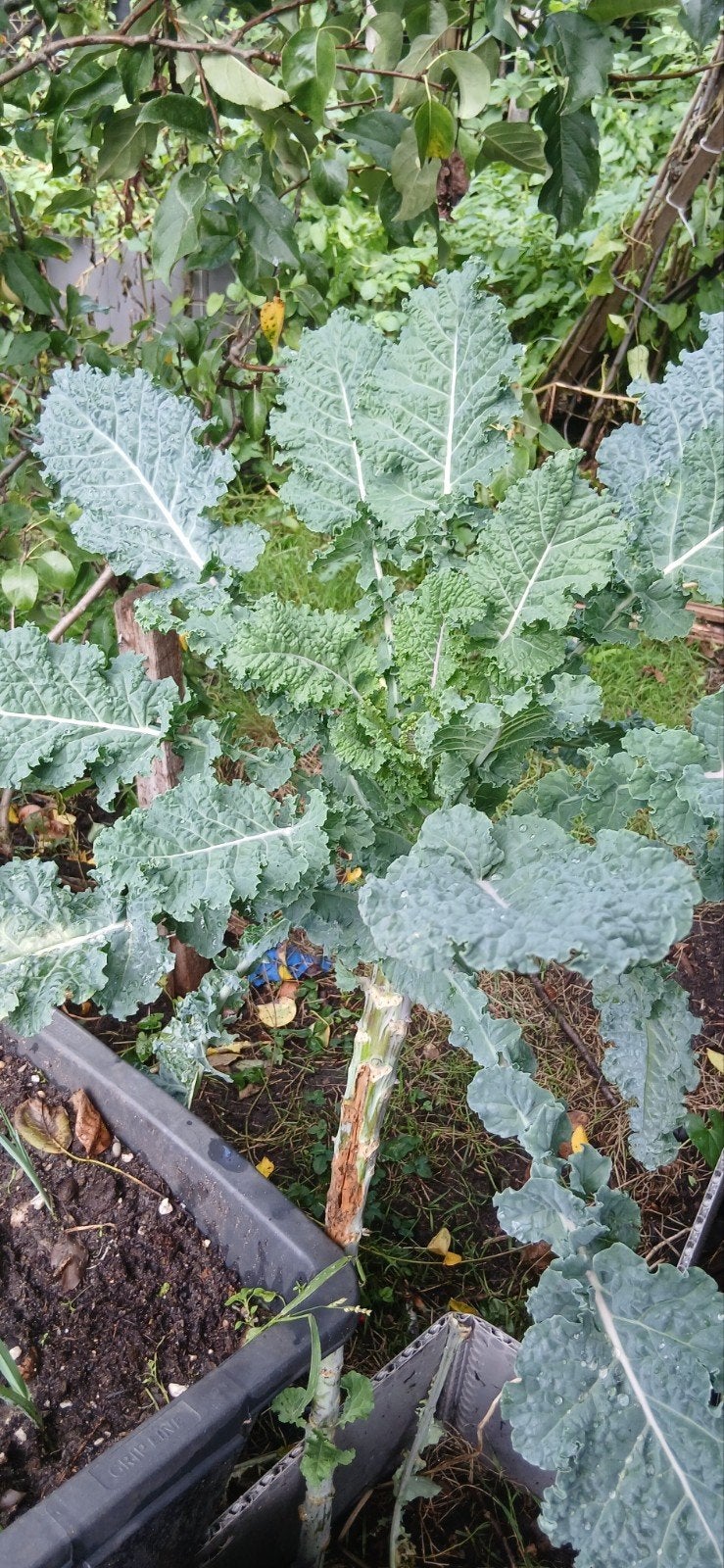 gevraagd boerenkool of palmkool planten, Tuin en Terras, Ophalen of Verzenden, Overige soorten, Volle zon