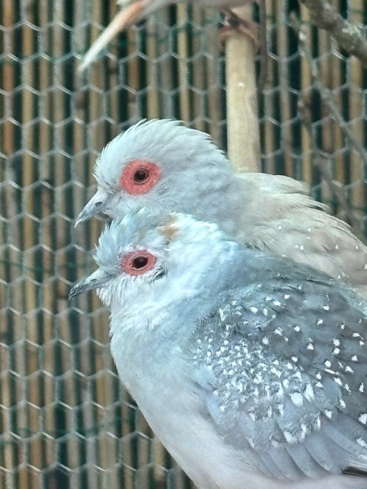 Diamand  duifjes koppel, Dieren en Toebehoren, Vogels | Duiven, Meerdere dieren, Overige soorten