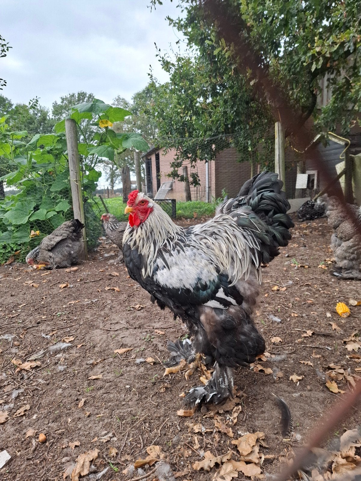 Mooie brahma zilver patrijs haan, Dieren en Toebehoren, Mannelijk, Kip
