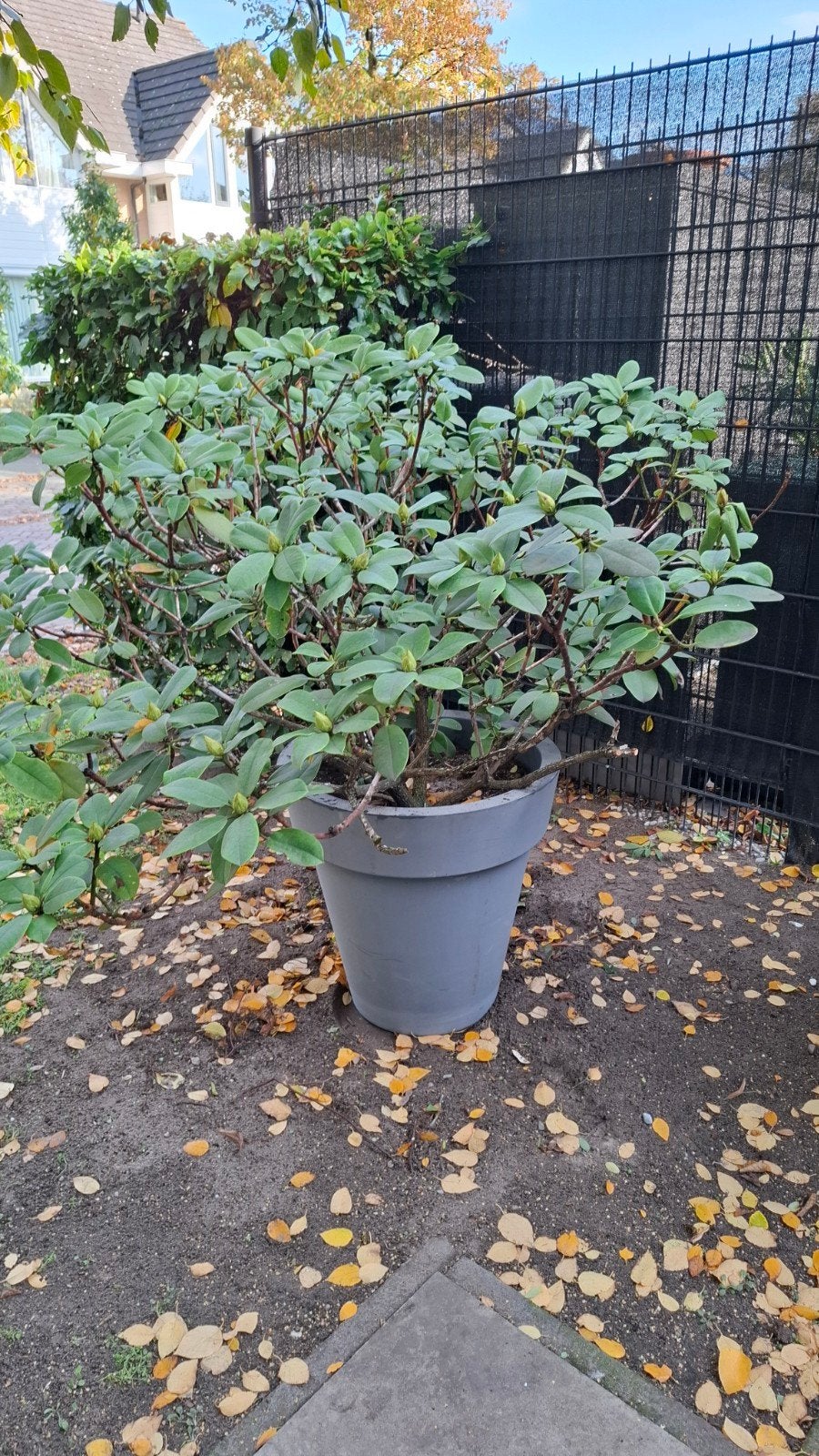 grote rododendron in pot bijna gratis, Ophalen of Verzenden